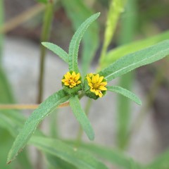Melampodium strigosum