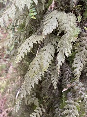 Hymenophyllum frankliniae