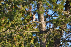 Accipiter cooperii