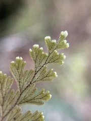 Hymenophyllum frankliniae