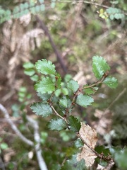 Nothofagus