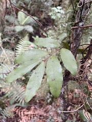 Ripogonum scandens