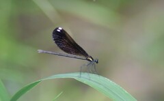 Calopteryx maculata