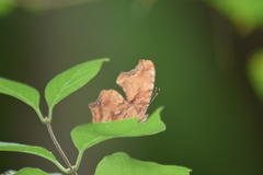 Polygonia