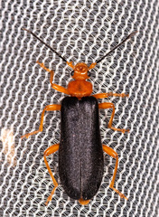 Neopyrochroa flabellata