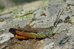 Chorthippus maritimus