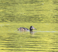 Heteronetta atricapilla