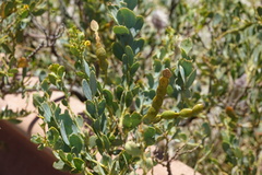 Acacia bivenosa