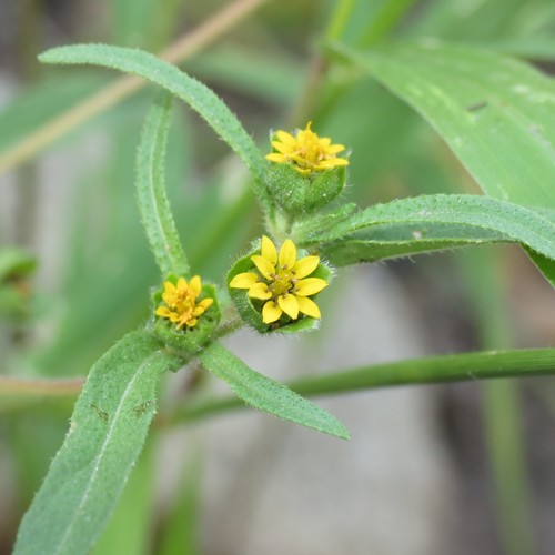 shaggy blackfoot (Melampodium strigosum)