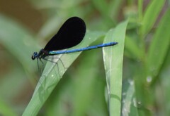 Calopteryx maculata