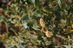 Acacia bivenosa