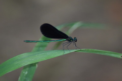 Calopteryx maculata
