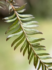 Dacrycarpus