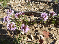 Thymus embergeri