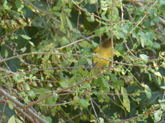 Chlorocichla flaviventris