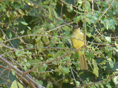 Chlorocichla flaviventris