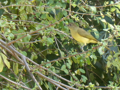 Chlorocichla flaviventris
