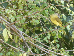 Chlorocichla flaviventris