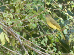 Chlorocichla flaviventris