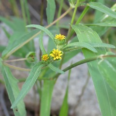 Melampodium strigosum