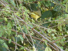 Chlorocichla flaviventris