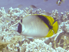 Chaetodon oxycephalus