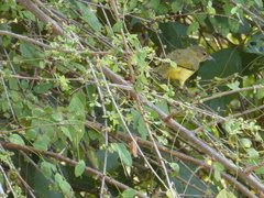 Chlorocichla flaviventris