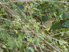 Chlorocichla flaviventris