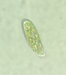 Euglena