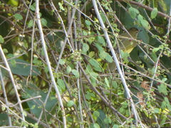 Chlorocichla flaviventris