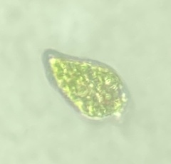 Euglena