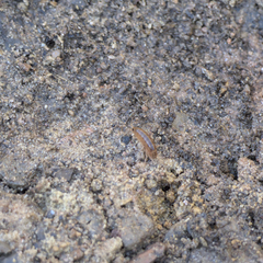 Traskorchestia traskiana