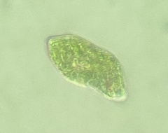 Euglena
