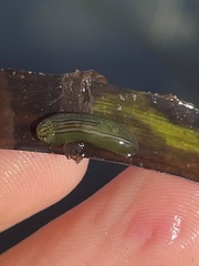 Phyllaplysia taylori
