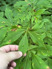 Aesculus