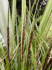 Carex uncinata