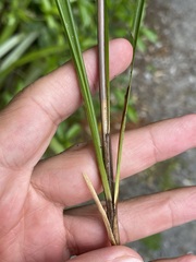 Carex uncinata