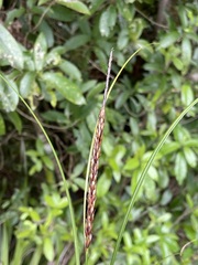 Carex uncinata