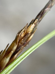 Carex uncinata