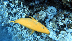 Flavocaranx bajad