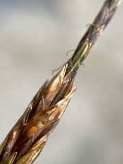 Carex uncinata
