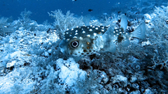 Cyclichthys spilostylus