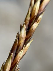 Carex uncinata