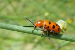 Crioceris duodecimpunctata