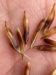 Carex uncinata