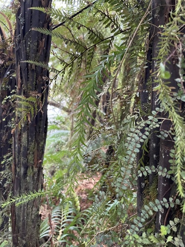 Tmesipteris elongata, photograph 5