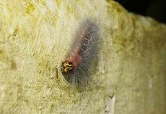 Lepidoptera