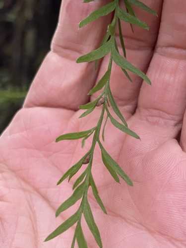 Tmesipteris elongata, photograph 6