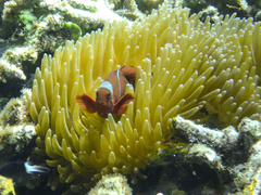 Amphiprion biaculeatus