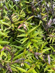 Podocarpus